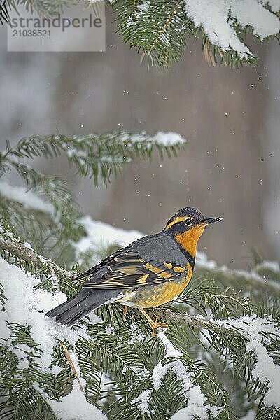 A male Varied Thrush is perched on a branch covered in snow during winter in north Idaho