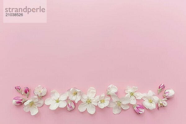 Greeting card concept flat lay on pink background with apple blossom ornament border.