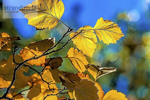 The beautiful colors of leaves on trees in Autumn in Cannon Hill Park in Spokane  Washington