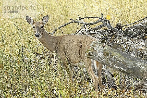 A female white tailed deer stands near a cluster of trees at the Kootenai WIldlife Refuge in north Idaho