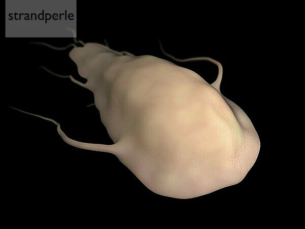 Biomedical illustration of the Giardia parasite  on black background