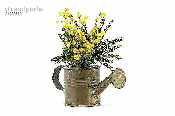 Bouquet of yellow mimosa flowers in copper watering can isolated on white background