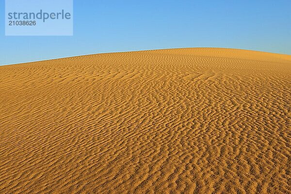 Sand dune in a desert under a blue sky with visible texture of the waves on the sand  Matruh  Great Sand Sea  Libyan Desert  Sahara  Egypt  North Africa  Africa