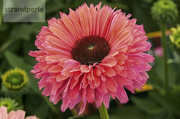 Red-orange flower  Gerbera (Gerbera)  Allgäu  Bavaria  Germany  Europe