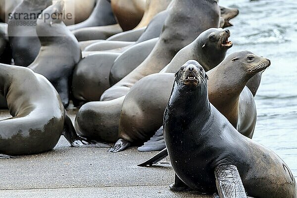 A sea lion on the side of a dock stares at the camera in Astoria  Oregon