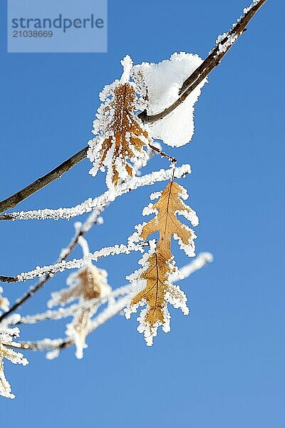 Hoar frost on autumn leaves in north Idaho