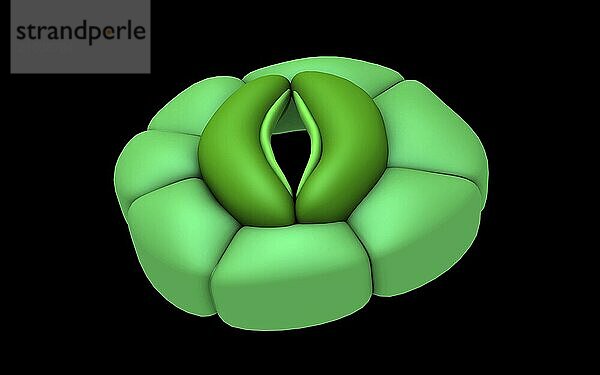 Conceptual image of stomata