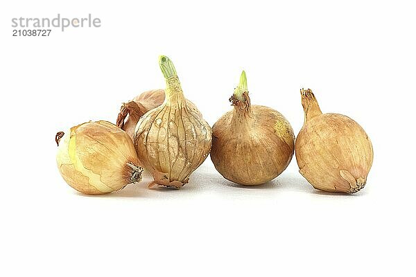 Onion seeds a few seedlings have leaf growth isolated on white background  young onion spring bulbs