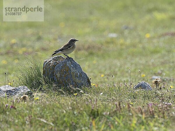 A female wheatear sitting on a stone