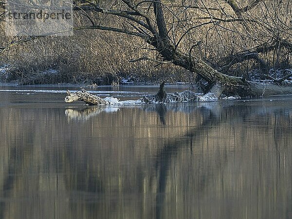 A silver willow is reflected in the water of the Saxon Saale