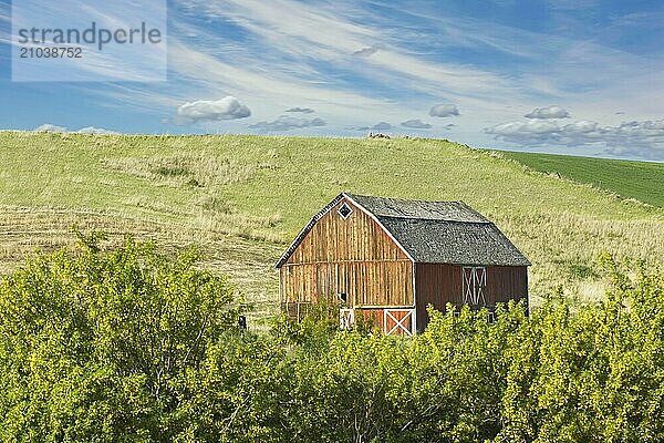 An old red barn stands behind green brush in the palouse region of eastern Washington