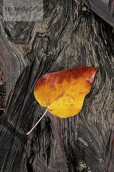 A yellow leaf rests on a grooved  weathered wet log just west of Leavenworth  Washington