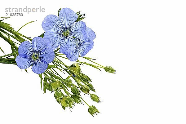 Blue flax blossom and plants with leaves in close up isolated on white background