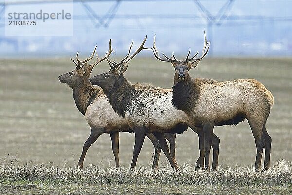 Three large elk from a herd stand in a farm field located in north Idaho during December