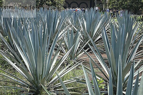 Plantation of blue agave  tequila  mexico