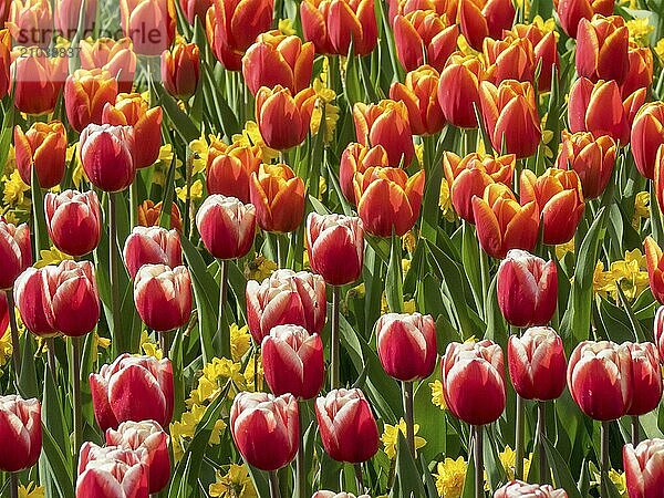 A vibrant flowerbed with red  white and orange tulips and yellow flower-bed in spring  Amsterdam  the Netherlands