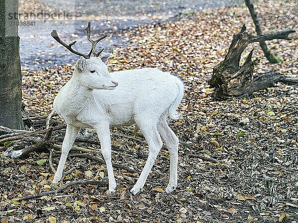 White deer isolated in a deciduous forest. relaxed and beautiful