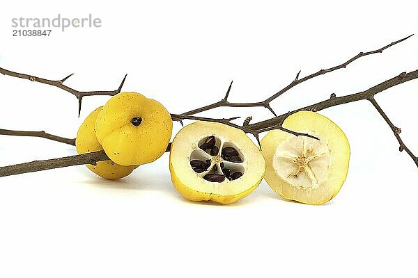 Bright golden-yellow quince fruits on leafless thorny branch and halved quince fruit isolated on white background  full depth of field  Chaenomeles japonica or Japanese quince