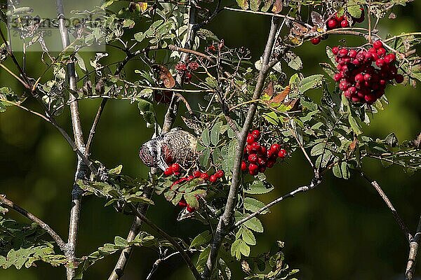 The yellow-bellied sapsucker (Sphyrapicus varius) on rowanberries (Sorbus aucuparia  known as mountain-ashes. Medium-sized woodpecker that breeds in Canada and the north- United States