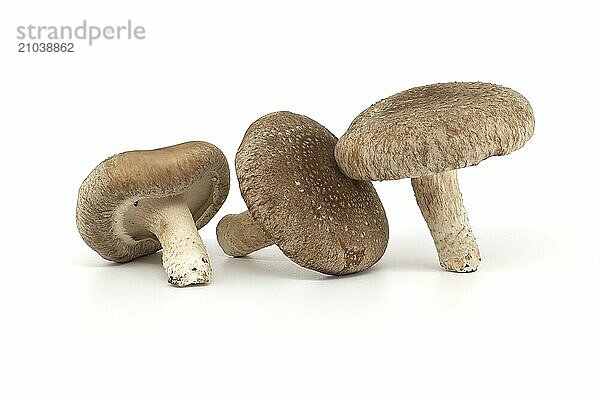 Fresh shiitake mushrooms isolated on white background. Lentinula edodes  medicinal herbs and fungi