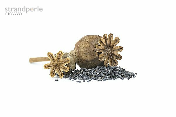 Poppy seeds and dried poppy seed pods isolated on white background  full depth of field