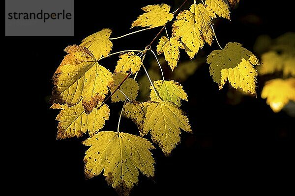 Autumn yellow leaves against a dark background near the Sweetcreek Falls in northeast Washington