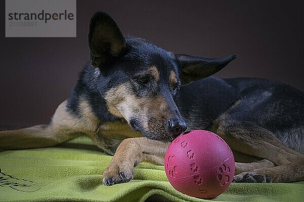 German shepherd mix in the studio