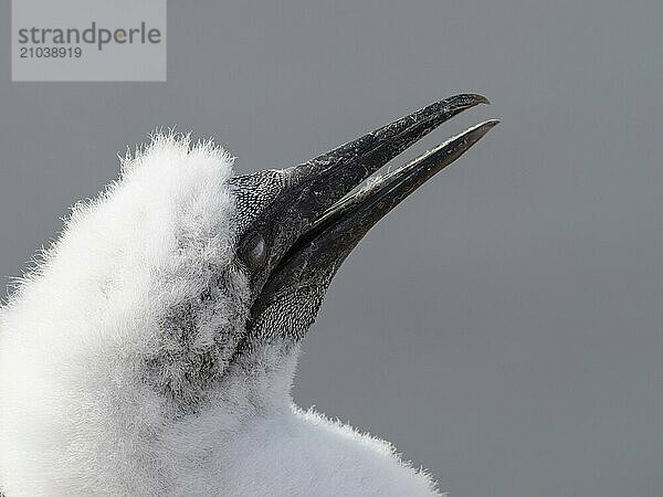 Gannet young on the island of Heligoland