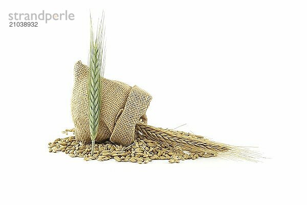 Barley grain seeds spilling from a jute sack near to barley ears over white background  new grain harvest concept