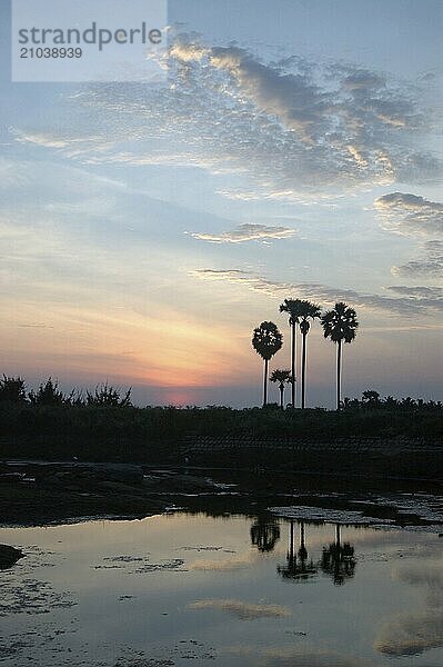 Sunrise among the palms  Tamil Nadu  South India