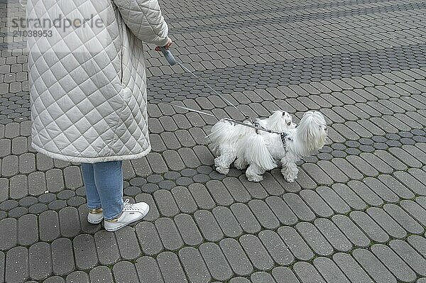 City walk with two Maltese dogs  Nuremberg  Middle Franconia  Bavaria  Germany  Europe