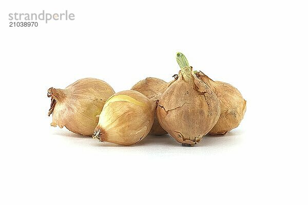 Onion seeds a few seedlings have leaf growth isolated on white background  young onion spring bulbs