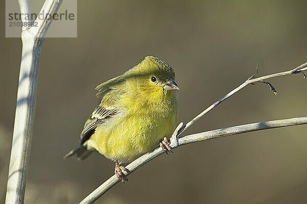 A small American goldfinch is perched on a small branch in eastern Washington