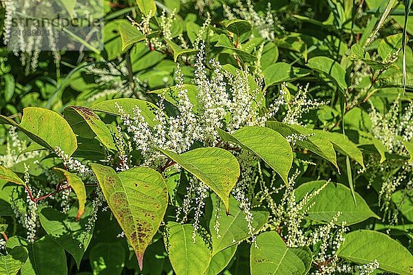 Flowering Japanese Knotweed (Fallopia Japonica)  an invasive piece in a forest clearing in Ystad  Scania  Sweden  Scandinavia  Europe