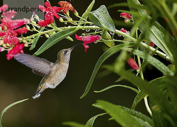 A small hummingbird hovers in to get the nectar in north Idaho