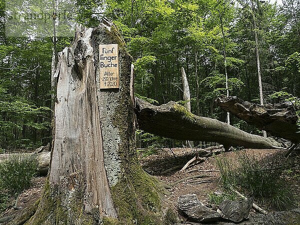 A storm caused the five-finger beech tree in Saxon Switzerland to topple over