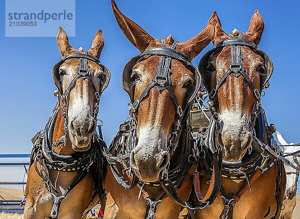 Three horses appear to mug for the camera near Davenport  Washington