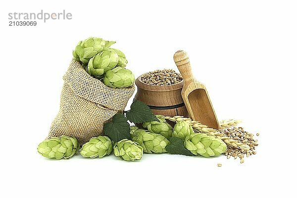 Fresh green hops cones with leaves spilling from a hessian bag near to wheat grain seeds and wooden scoop  components of beer production isolated on white background