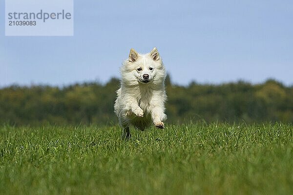 Jumping Icelandic Hound