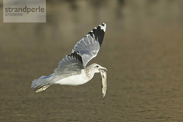 A seagull flies off from the water after catching a fish in north Idaho