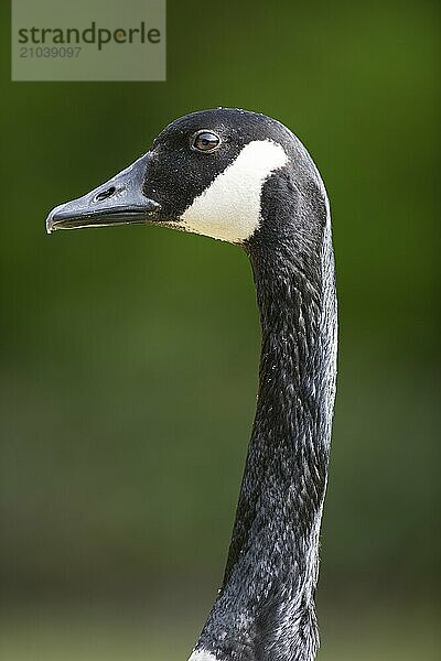 Close-up of a Canada goose in Canada