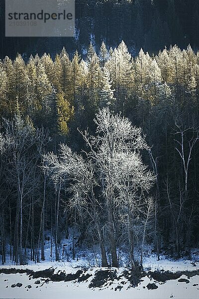 Morning light falls on trees in winter in the northeast section of Washington state