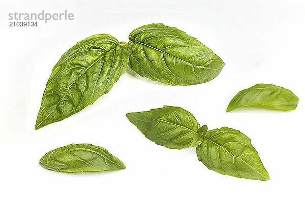 A group of basil leaves set on a white background