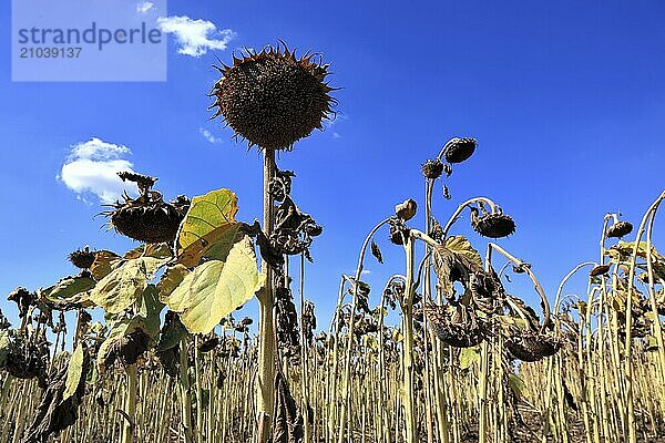 Romania  near Giurgiu in the south of the country  sunflowers ripe for the harvest  Europe