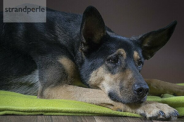 Studio photography German shepherd mix