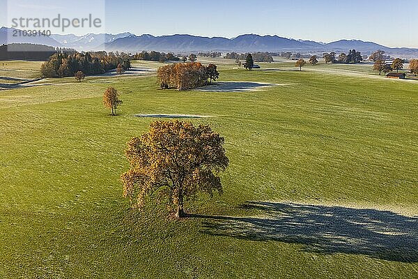 Aerial view of autumn-coloured oaks and trees  hoarfrost  view of Zugspitze and Ammergebirge  Alpine foothills  Upper Bavaria  Bavaria  Germany  Europe