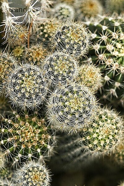 A flat lay photo of a cluster of small cacti at Manito Park in Spokane  Washington