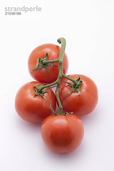 Tomatoes still on a vine are displayed on a white background