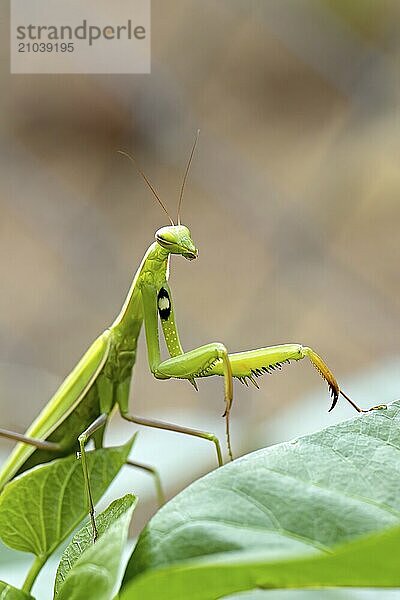 A praying mantis ison a plant leaf with its front legs on another leaf in north Idaho