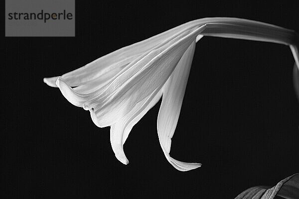 A black and white photo of a lily against a black background